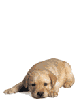 klik voor de foto op originele grootte