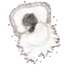klik voor de foto op originele grootte